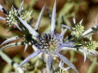 Eryngium amethystinum