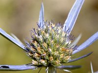 Eryngium amethystinum 2, Saxifraga-Sonja Bouwman  Amethyst sea holly - Eryngium amethystinum - Apiaceae familie; Dubrovnik (Kr)