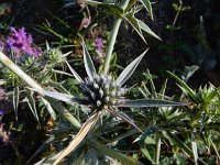 Eryngium billardierei 4, Saxifraga-Ed Stikvoort