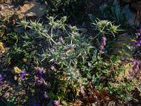 Eryngium billardierei 6, Saxifraga-Ed Stikvoort