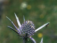 Eryngium bourgatii 3, Saxifraga-Jan van der Straaten