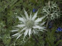 Eryngium bourgatii 5, Saxifraga-Willem van Kruijsbergen