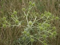 Eryngium campestre 11, Kruisdistel, Saxifraga-Willem van Kruijsbergen