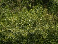 Eryngium campestre 19, Kruisdistel, Saxifraga-Jan van der Straaten