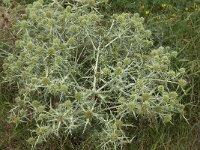 Eryngium campestre 27, Kruisdistel, Saxifraga-Willem van Kruijsbergen