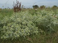 Eryngium campestre 28, Kruisdistel, Saxifraga-Willem van Kruijsbergen