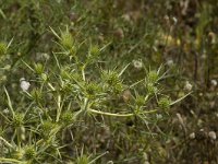 Eryngium campestre 3, Kruisdistel, Saxifraga-Jan van der Straaten