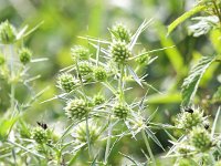 Eryngium campestre 30, Kruisdistel, Saxifraga-Bart Vastenhouw