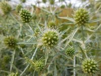 Eryngium campestre 34, Kruisdistel, Saxifraga-Ed Stikvoort