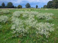 Eryngium campestre 36, Kruisdistel, Saxifraga-Ed Stikvoort