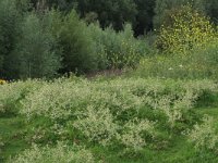 Eryngium campestre 42, Kruisdistel, Saxifraga-Hans Boll