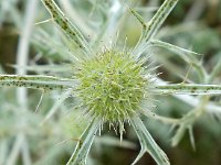 Eryngium campestre 45, Kruisdistel, Saxifraga-Hans Dekker