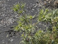 Eryngium campestre 50, Kruisdistel, Saxifraga-Willem van Kruijsbergen