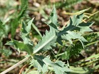 Eryngium campestre 52, Kruisdistel, Saxifraga-Sonja Bouwman