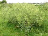 Eryngium campestre 58, Kruisdistel, Saxifraga-Hans Grotenhuis