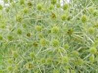 Eryngium campestre 59, Kruisdistel, Saxifraga-Hans Grotenhuis
