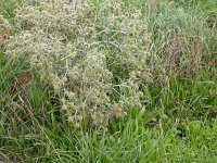 Eryngium campestre 6, Kruisdistel, Saxifraga-Peter Meininger