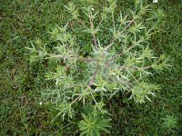 Eryngium campestre 8, Kruisdistel, Saxifraga-Jasenka Topic