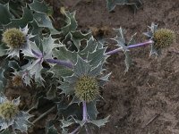 Eryngium maritimum 10, Blauwe zeedistel, Saxifraga-Peter Meininger