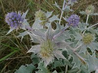 Eryngium maritimum 12, Blauwe zeedistel, Saxifraga-Mark Zekhuis