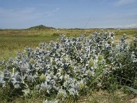 Eryngium maritimum 13, Blauwe zeedistel, Saxifraga-Willem van Kruijsbergen