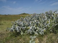 Eryngium maritimum 14, Blauwe zeedistel, Saxifraga-Willem van Kruijsbergen