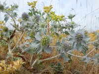 Eryngium maritimum 19, Blauwe zeedistel, Saxifraga-Ed Stikvoort