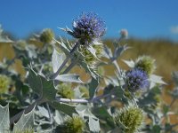 Eryngium maritimum 21, Blauwe zeedistel, Saxifraga-Ed Stikvoort