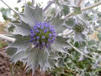 Eryngium maritimum 23, Blauwe zeedistel, Saxifraga-Ed Stikvoort