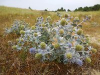 Eryngium maritimum 25, Blauwe zeedistel, Saxifraga-Ed Stikvoort