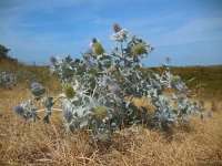 Eryngium maritimum 26, Blauwe zeedistel, Saxifraga-Ed Stikvoort