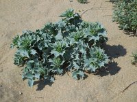 Eryngium maritimum 31, Blauwe zeedistel, Saxifraga-Ed Stikvoort