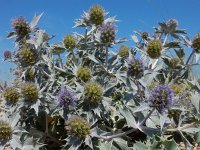 Eryngium maritimum 35, Blauwe zeedistel, Saxifraga-Ed Stikvoort