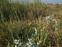 Eryngium maritimum 36, Blauwe zeedistel, Saxifraga-Dirk Hilbers