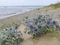 Eryngium maritimum 38, Blauwe zeedistel, Saxifraga-Jelle van Dijk