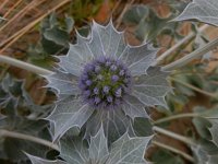 Eryngium maritimum 39, Saxifraga-Peter Meininger