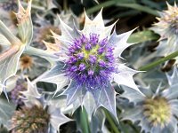 Eryngium maritimum 40, Blauwe zeedistel, Saxifraga-Bart Vastenhouw