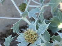 Eryngium maritimum 43, Blauwe zeedistel, Saxifraga-National Botanical Garden of Latvia