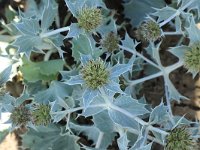 Eryngium maritimum 44, Blauwe zeedistel, Saxifraga-National Botanical Garden of Latvia