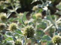 Eryngium maritimum 45, Blauwe zeedistel, Saxifraga-National Botanical Garden of Latvia