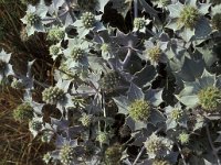 Eryngium maritimum 5, Blauwe zeedistel, Saxifraga-Piet Zomerdijk