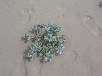 Eryngium maritimum 7, Blauwe zeedistel, Saxifraga-Jasenka Topic