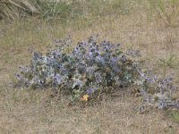 Eryngium maritimum 9, Blauwe zeedistel, Saxifraga-Peter Meininger