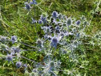 Eryngium planum 14, Saxifraga-Rutger Barendse