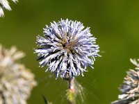 Eryngium planum 17, Saxifraga-Bart Vastenhouw -