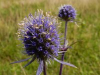 Eryngium planum 20, Saxifraga-Ed Stikvoort