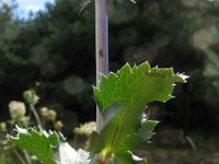 Eryngium planum 3, Saxifraga-Rutger Barendse