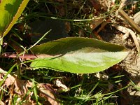 Eryngium planum 6, Saxifraga-Rutger Barendse