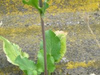 Eryngium planum 9, Saxifraga-Rutger Barendse