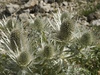 Eryngium spinalba 3, Saxifraga-Jan van der Straaten